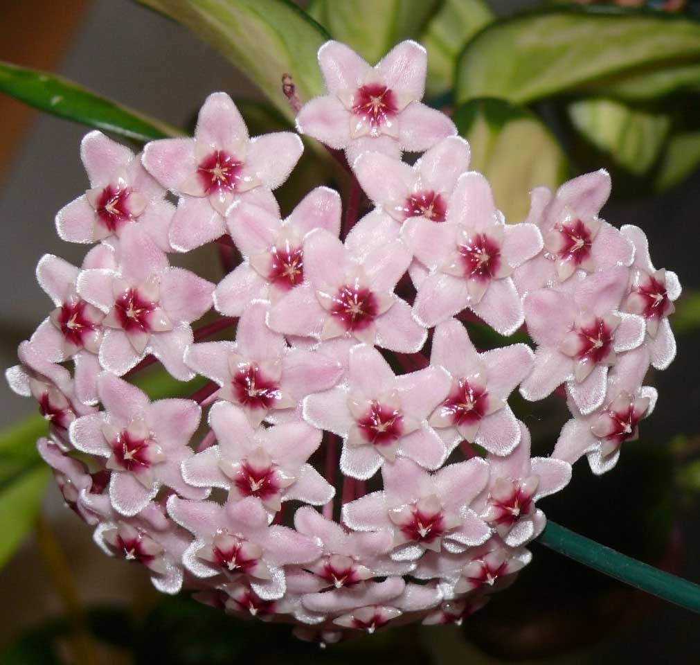 HOYA CARNOSA TRICOLOR FIORE DI CERA VASO 11CM