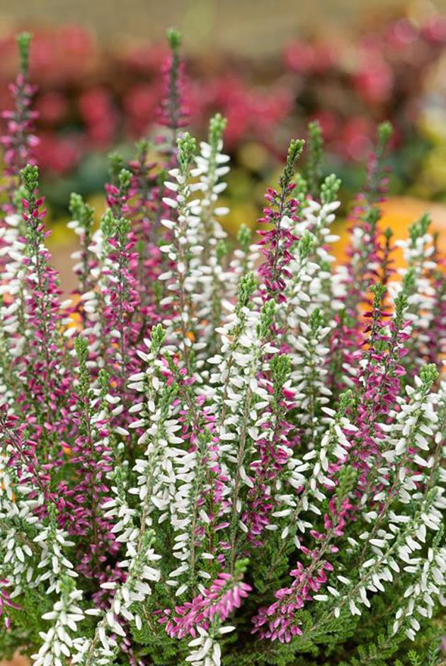ERICA CALLUNA BEAUTY LADIES IN VASO 17CM