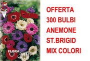 OFFERTA 300 BULBI ANEMONE CORONARIA ST. BRIGID