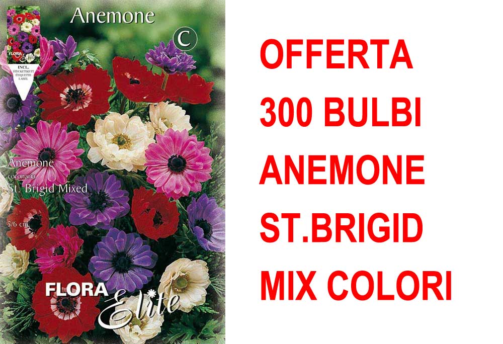 OFFERTA 300 BULBI ANEMONE CORONARIA ST. BRIGID