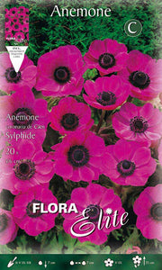 ANEMONE CORONARIA THE BRIDE SYLPHIDE (CONFEZIONE 20 BULBI)