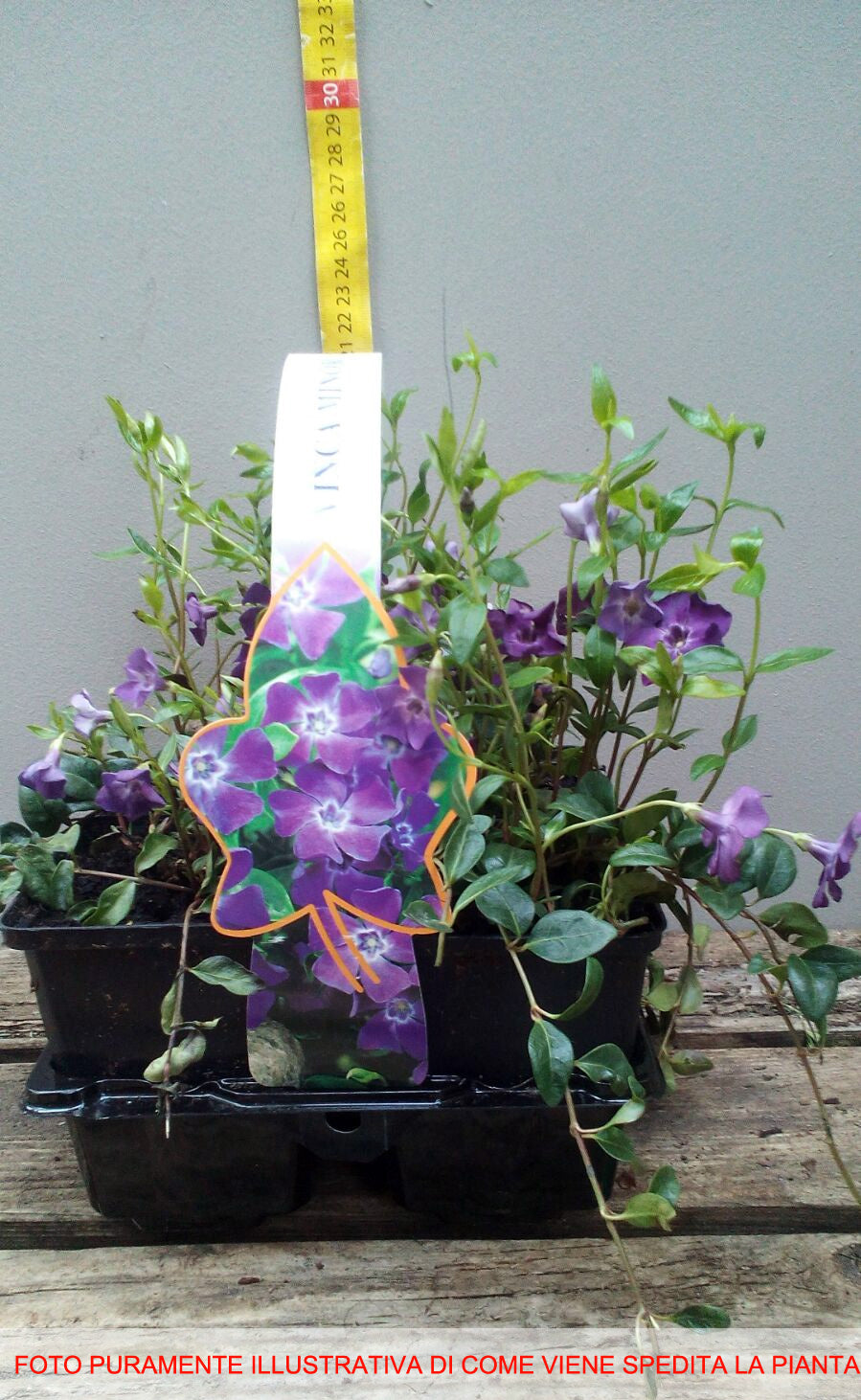VINCA VIOLA ATROPURPUREA BOX 4 PIANTE
