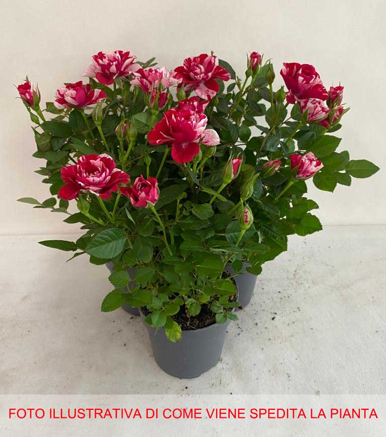 3 PIANTE DI ROSA PARADE GIGI VASO 10.5CM
