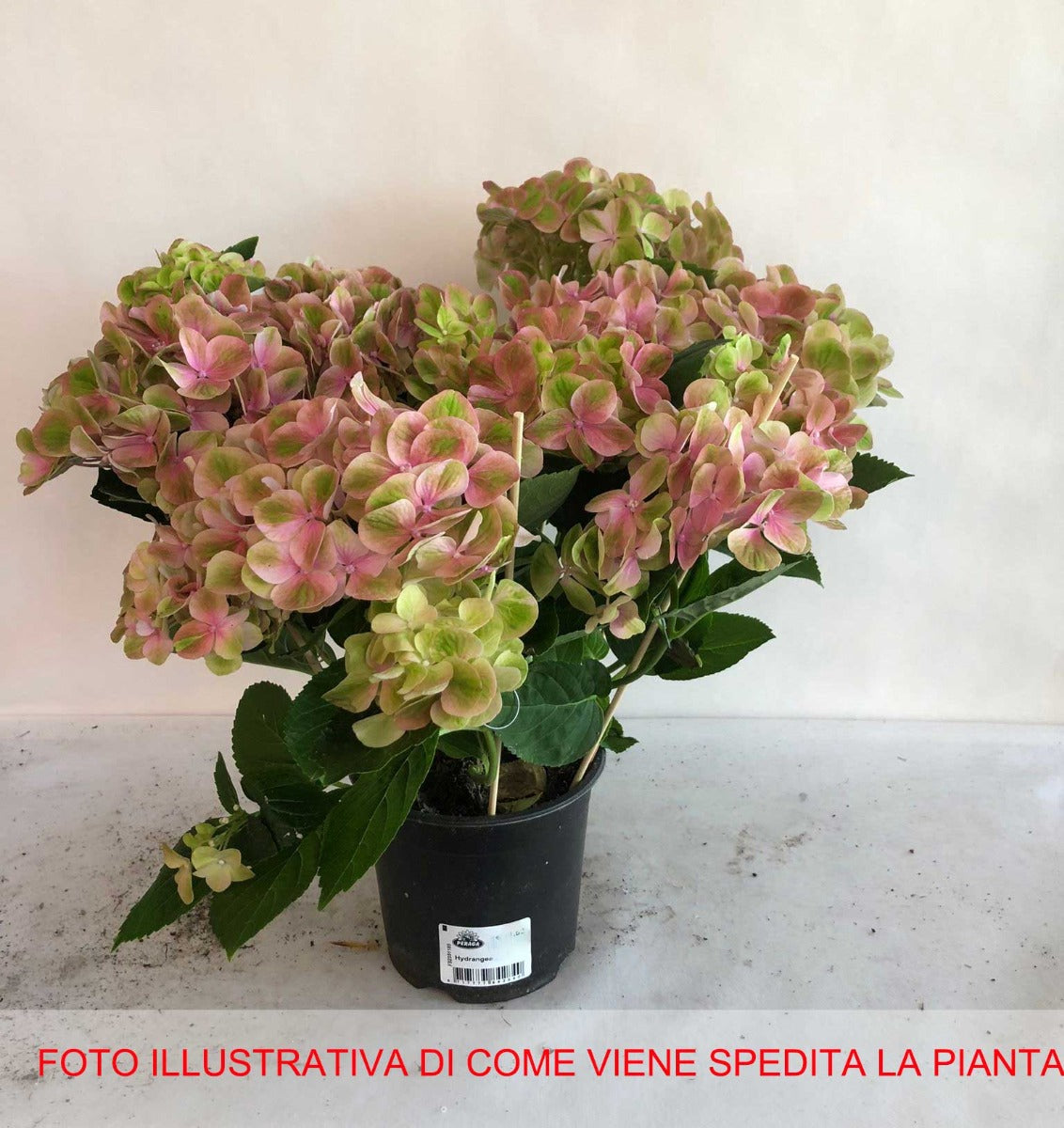 HYDRANGEA MACROPHYLLA HOVARIA SUMMERGREEN VASO 14CM