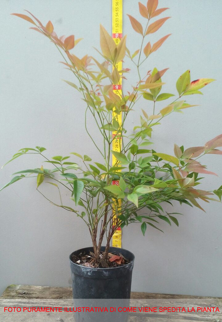 NANDINA DOMESTICA IN VASO 12CM