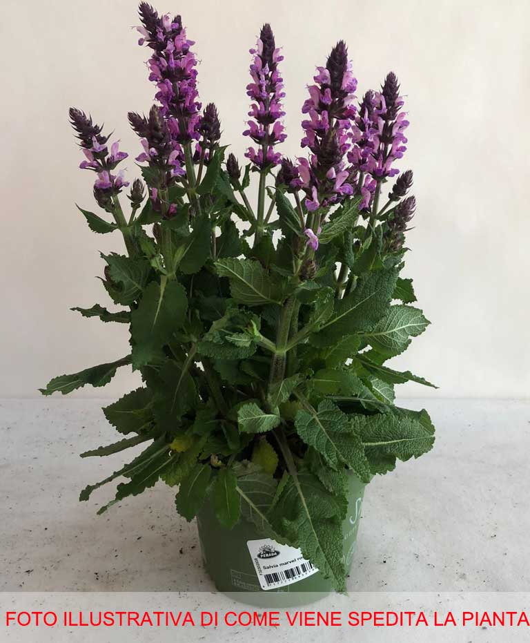 SALVIA NEMOROSA MARVEL ROSE VASO 13CM