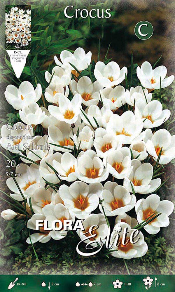 CROCUS CHRYSANTHUS ARD SCHENK (CONFEZIONE DA 15 BULBI)