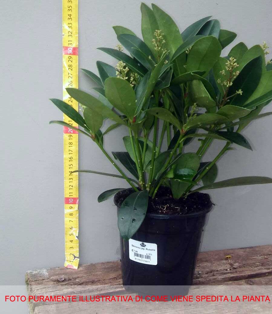SKIMMIA RUBELLA VASO 13CM