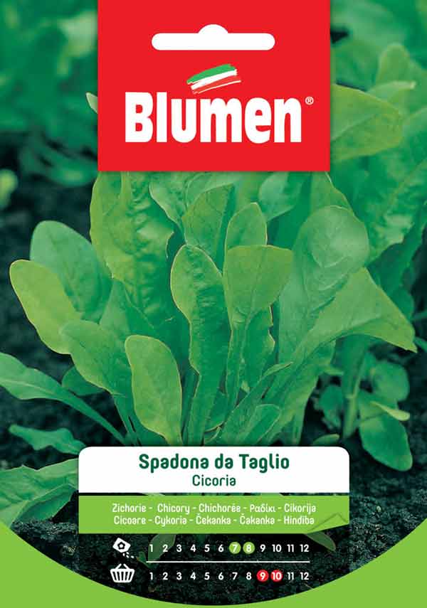 CICORIA SPADONA DA TAGLIO