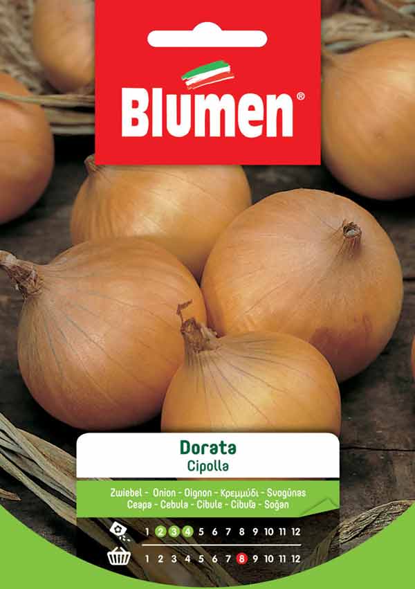 SEMI CIPOLLA DORATA