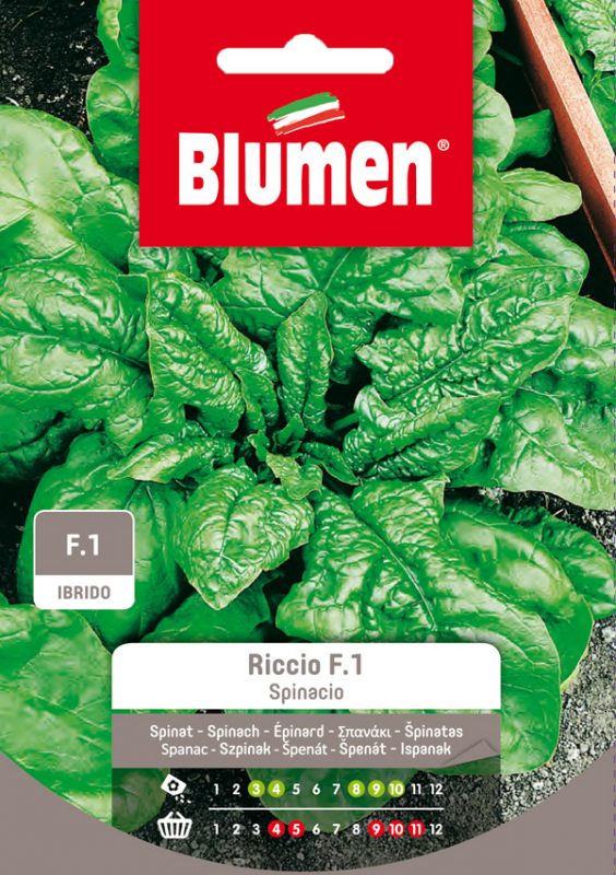 SEMI SPINACIO RICCIO F1 BLUMEN