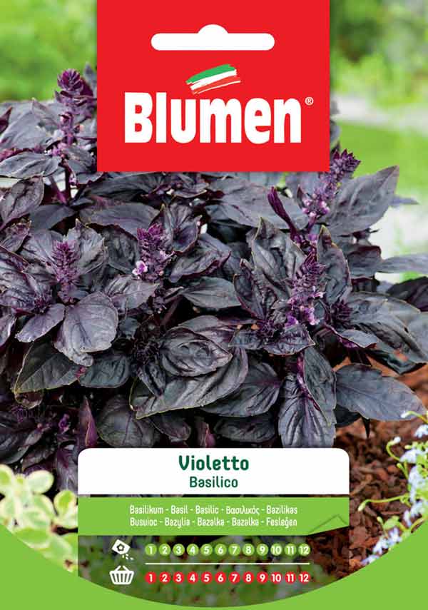 SEMI BASILICO VIOLETTO