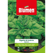 SEMI SPINACIO GIGANTE D'INVERNO BLUMEN