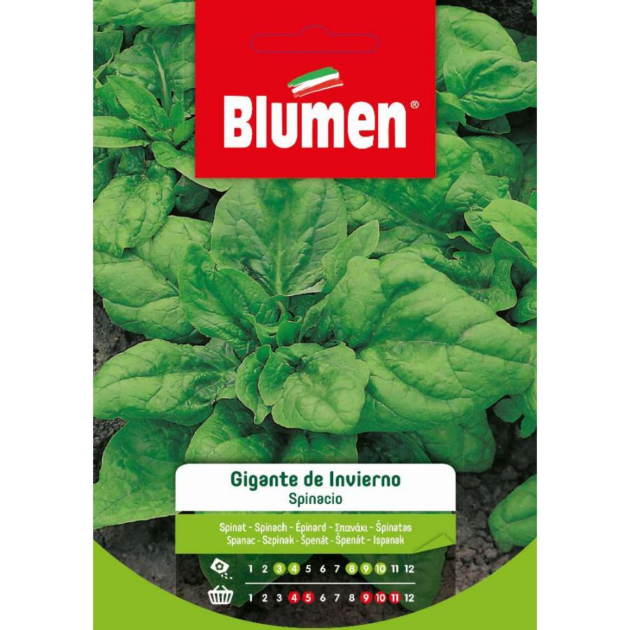 SEMI SPINACIO GIGANTE D'INVERNO BLUMEN