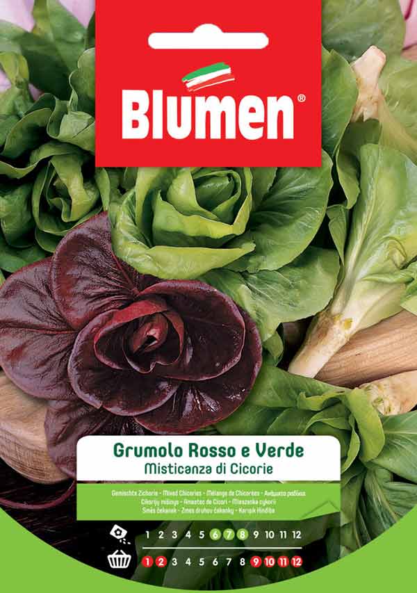 SEMI MISTICANZA DI CICORIE GRUMOLO ROSSO E VERDE BLUMEN