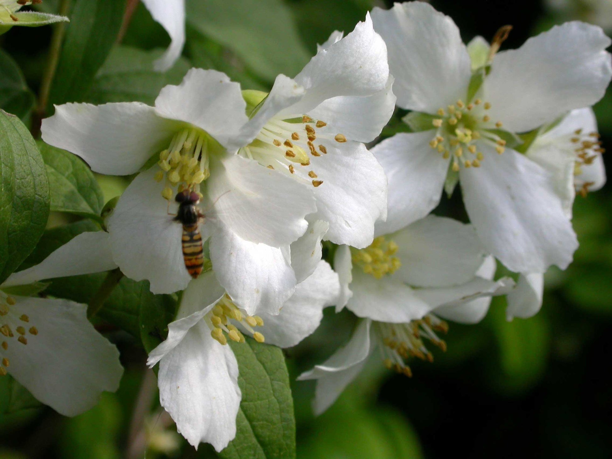 PHILADELPHUS MONT BLANC VASO 19CM