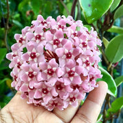 HOYA CARNOSA ALBOMARGINATA FIORE DI CERA VASO 11CM