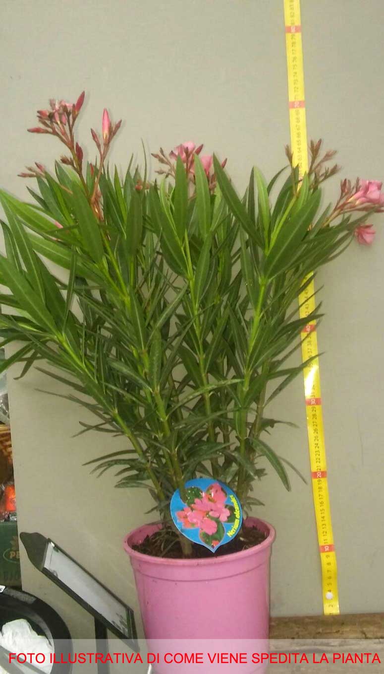 OLEANDRO FUCSIA VASO 18CM