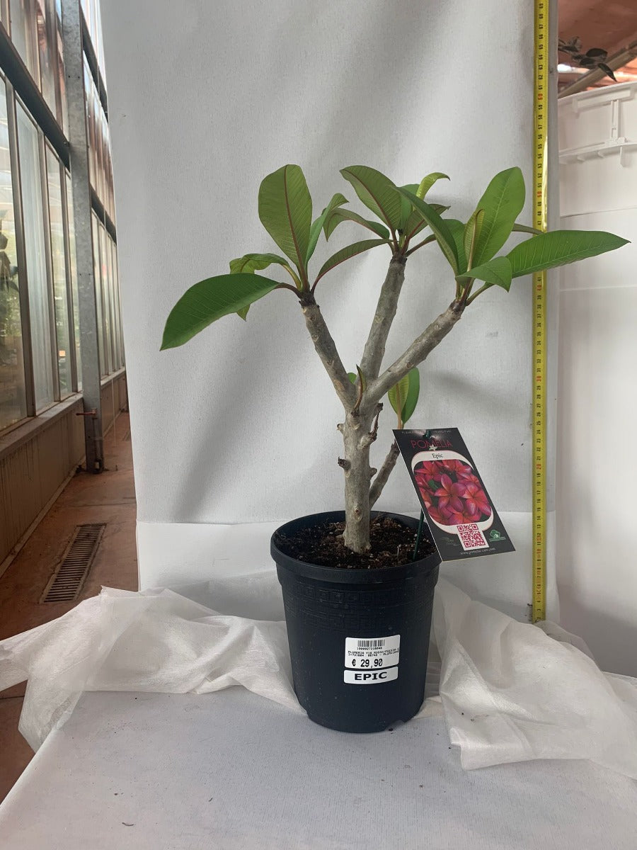 PLUMERIA POMELIA EPIC IN VASO 18CM