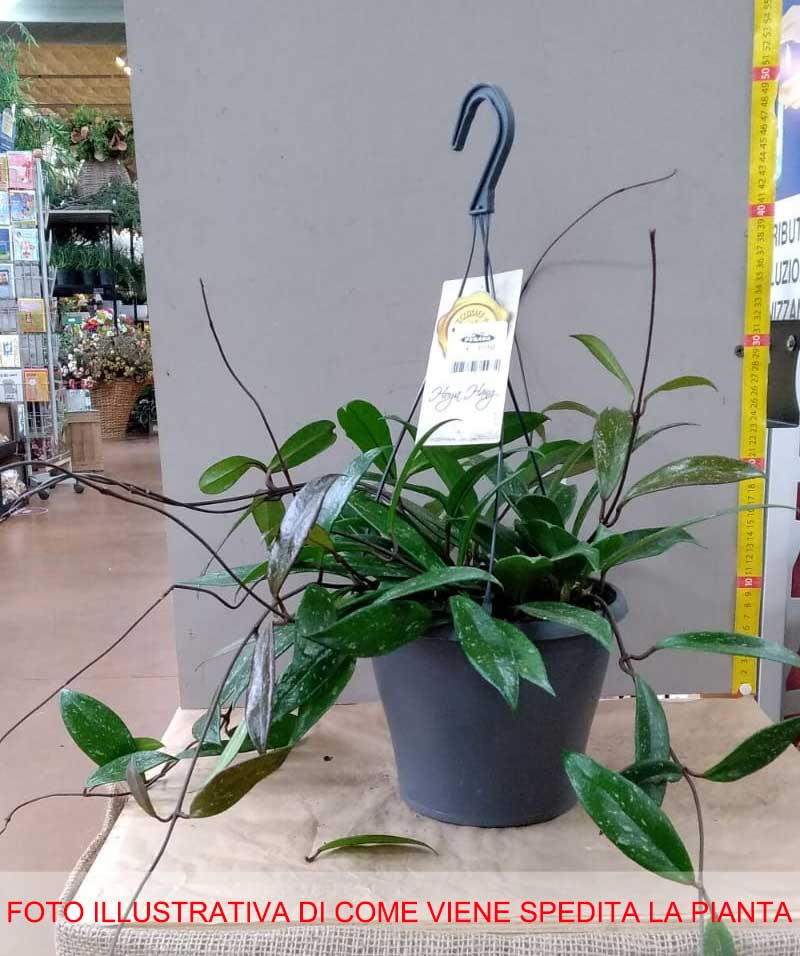 HOYA PUBLICALIX FIORE DI CERA VASO 19CM
