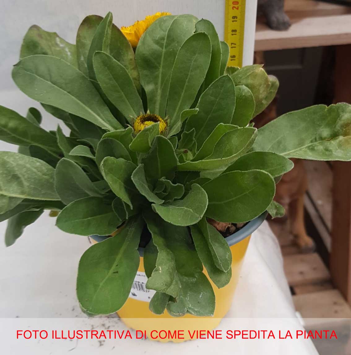 CALENDULA VASO 14CM