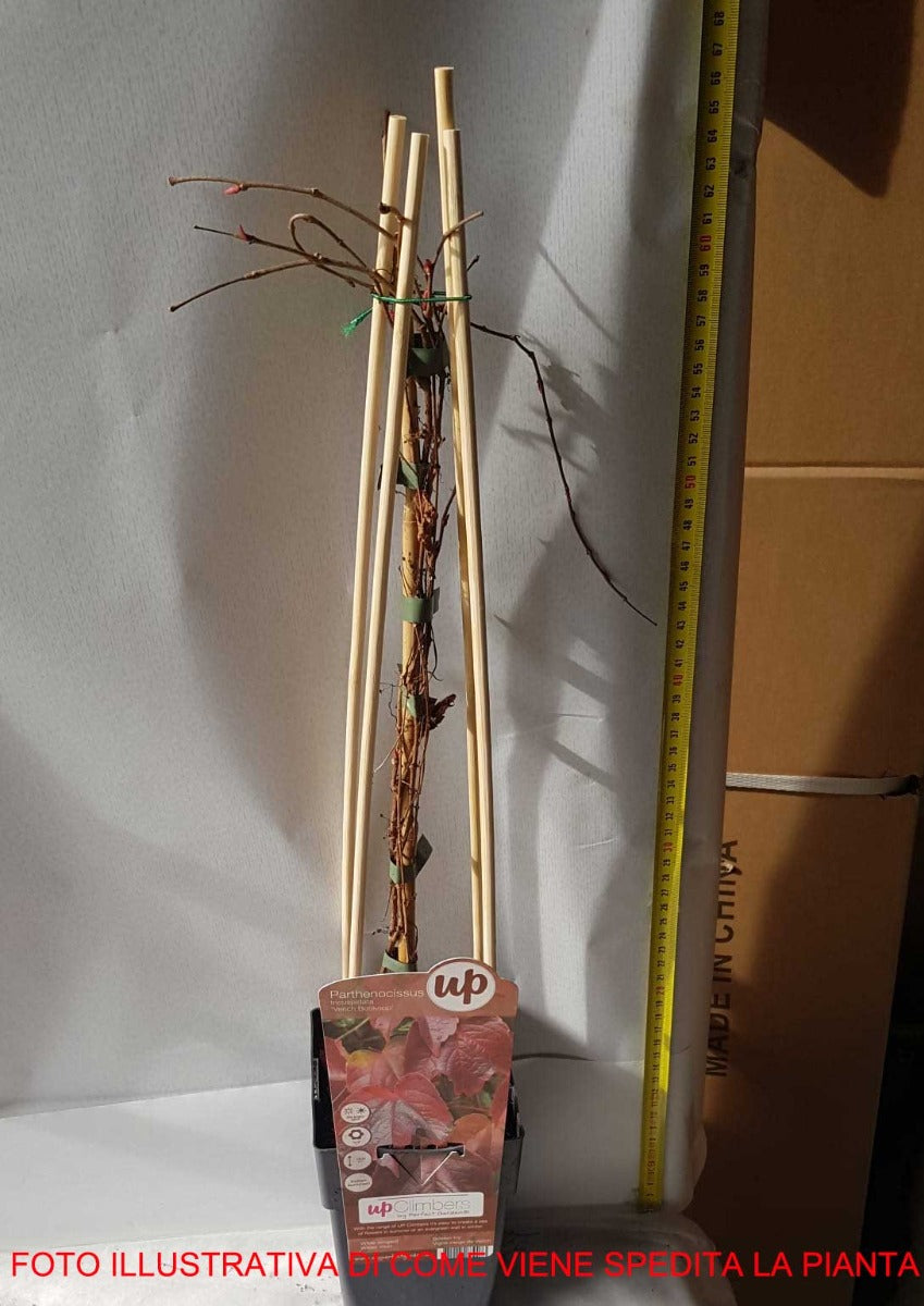 PARTHENOCISSUS TRICUSPIDATA VEITCHII VASO 15CM