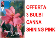 OFFERTA 3 BULBI CANNA BROWNLEAVED  SHINING PINK