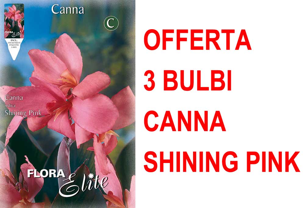 OFFERTA 3 BULBI CANNA BROWNLEAVED  SHINING PINK