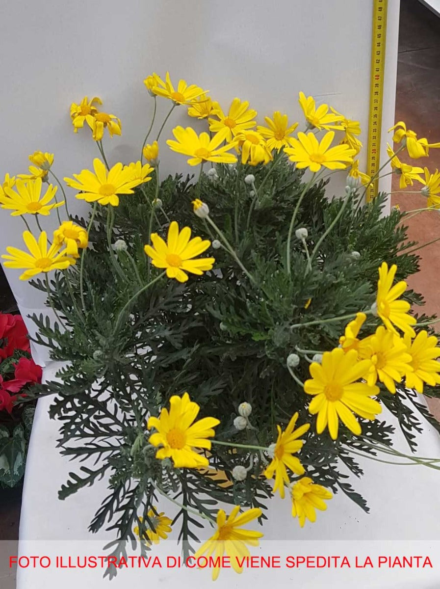 EURYOPS PECTINATUS VASO 18CM