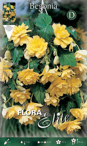 BEGONIA PENDULA GIALLA (CONFEZIONE DA 3 BULBI)
