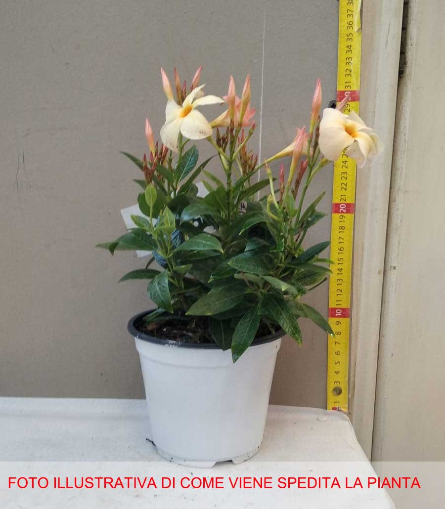 DIPLADENIA PESCA VASO 14CM