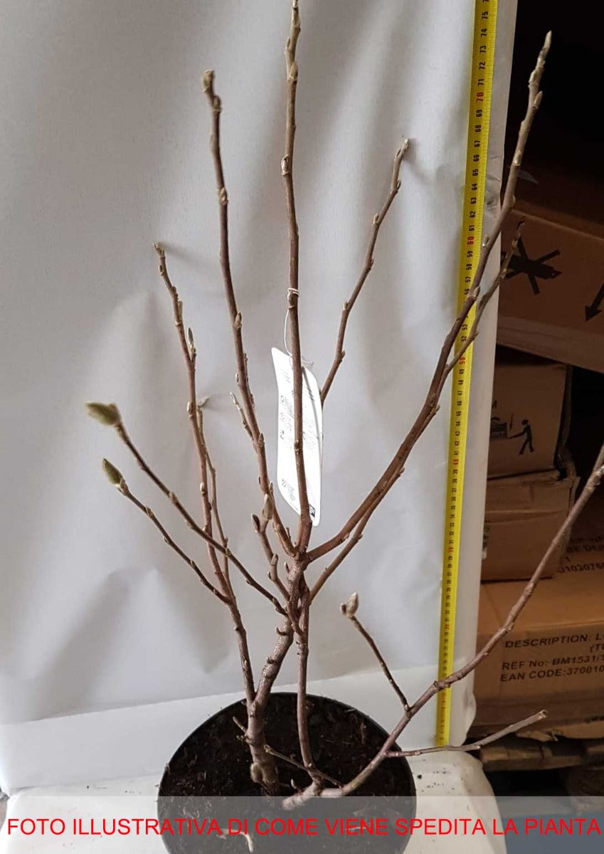 MAGNOLIA STELLATA BIANCA VASO 23CM