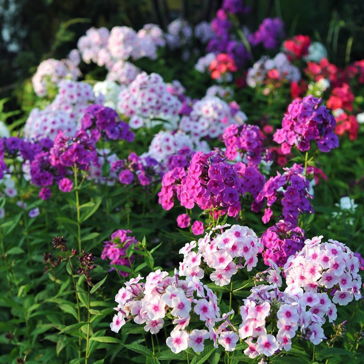 PHLOX VARIETA' ASSORTITA VASO 14CM