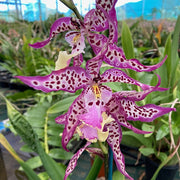 ORCHIDEA ALCRA YAMADA VASO 12CM RARISSIMA