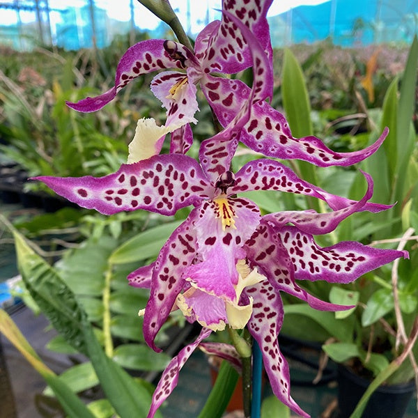 ORCHIDEA ALCRA YAMADA VASO 12CM RARISSIMA