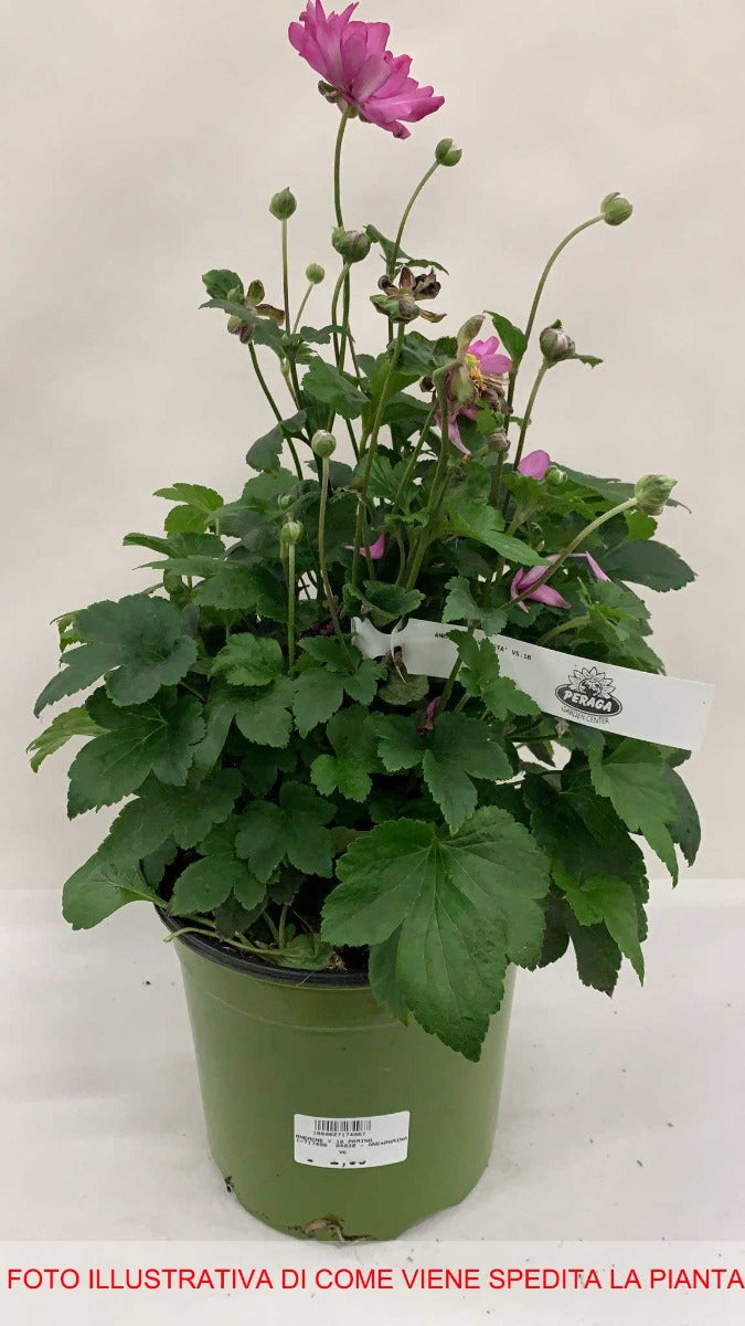 ANEMONE HYBRIDA PAMINA VASO DA 18CM
