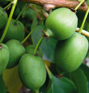 KIWI ARGUTA KOKUWA AUTOFERTILE IN VASO 15CM