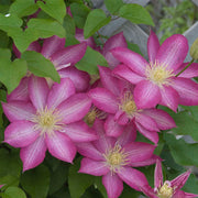 CLEMATIDE CLEMATIS ASAO VASO 16CM