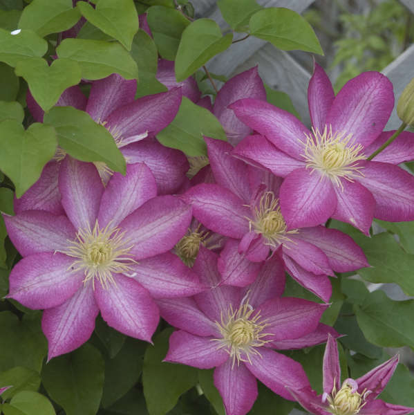 CLEMATIDE CLEMATIS ASAO VASO 16CM