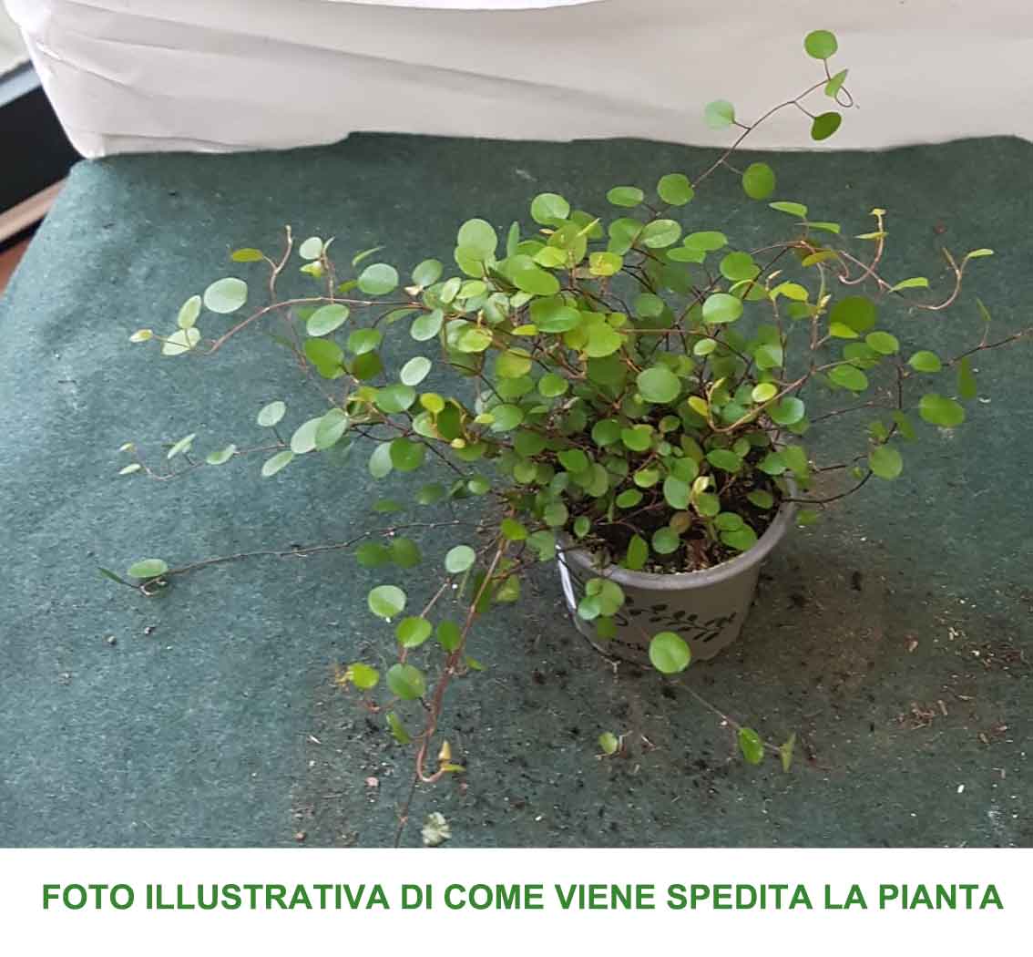MUEHLENBECKIA COMPLEXA MAORI IN VASO 9CM