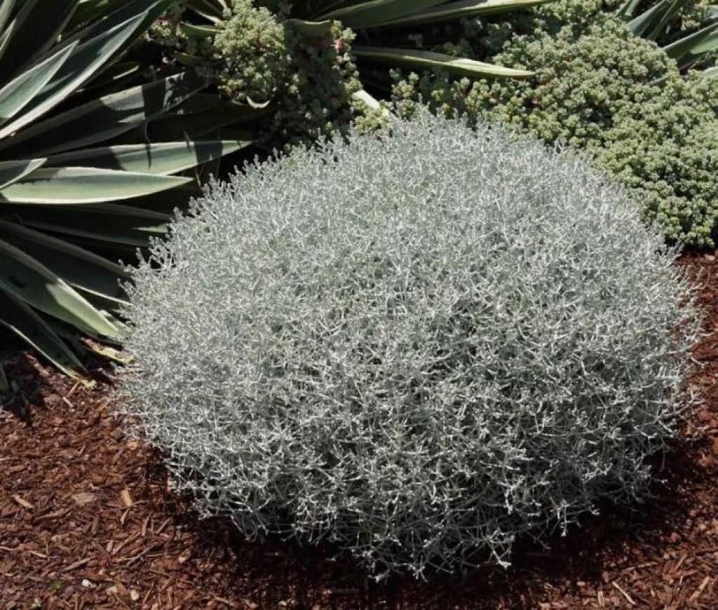 CALOCEPHALUS BROWNII  VASO 23CM