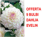 OFFERTA 9 BULBI DI DAHLIA EVELINE