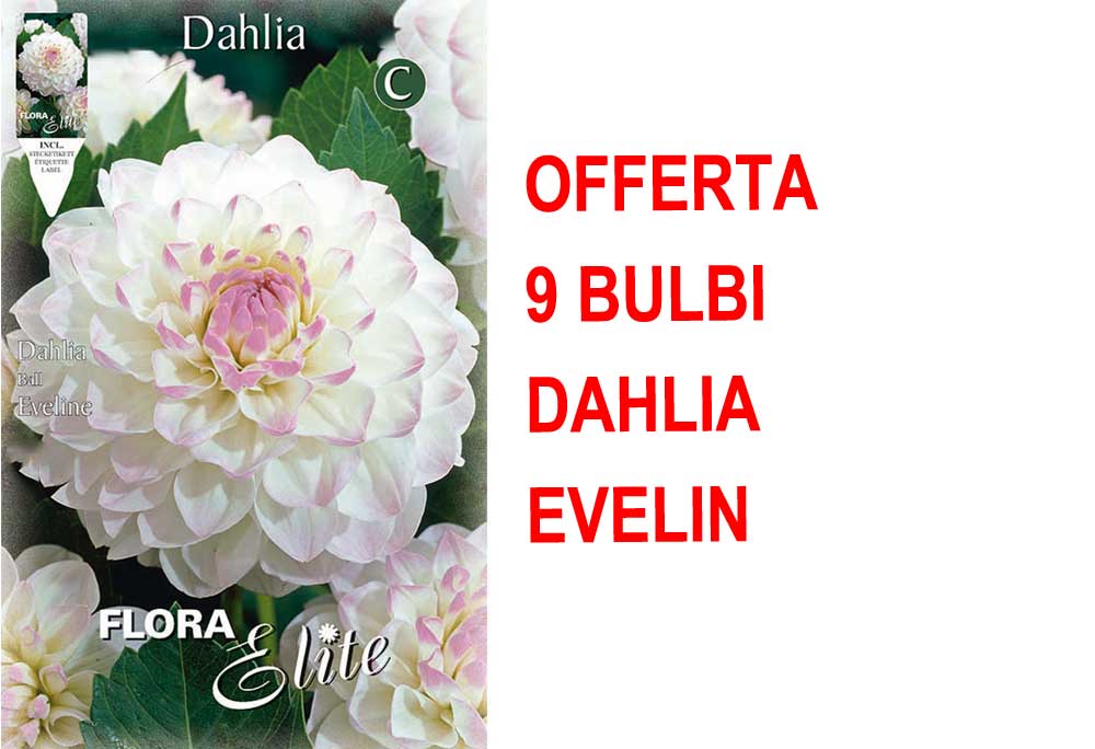 OFFERTA 9 BULBI DI DAHLIA EVELINE