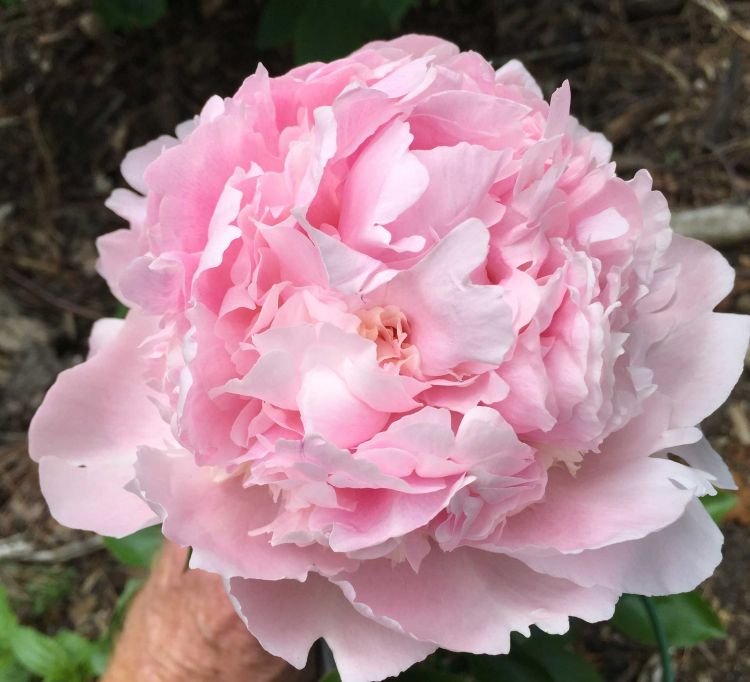 PEONIA LACTIFLORA ROSA VASO 15CM