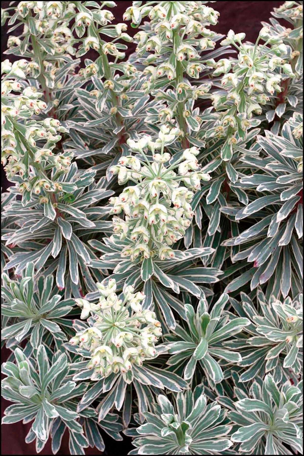 EUPHORBIA CHARACIAS SILVER SWAN VASO 15CM
