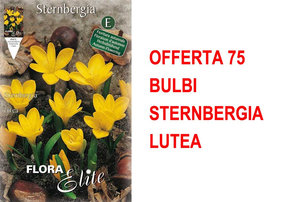 OFFERTA 75 BULBI STERNBERGIA LUTEA