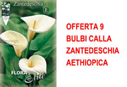 OFFERTA 9 BULBI CALLA ZANTEDESCHIA AETHIOPICA
