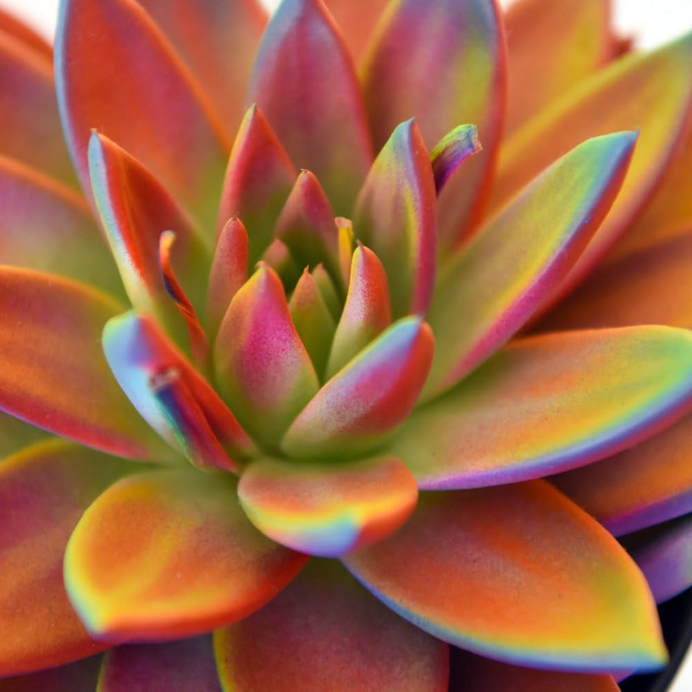 ECHEVERIA MIRANDA IN VASO 12CM