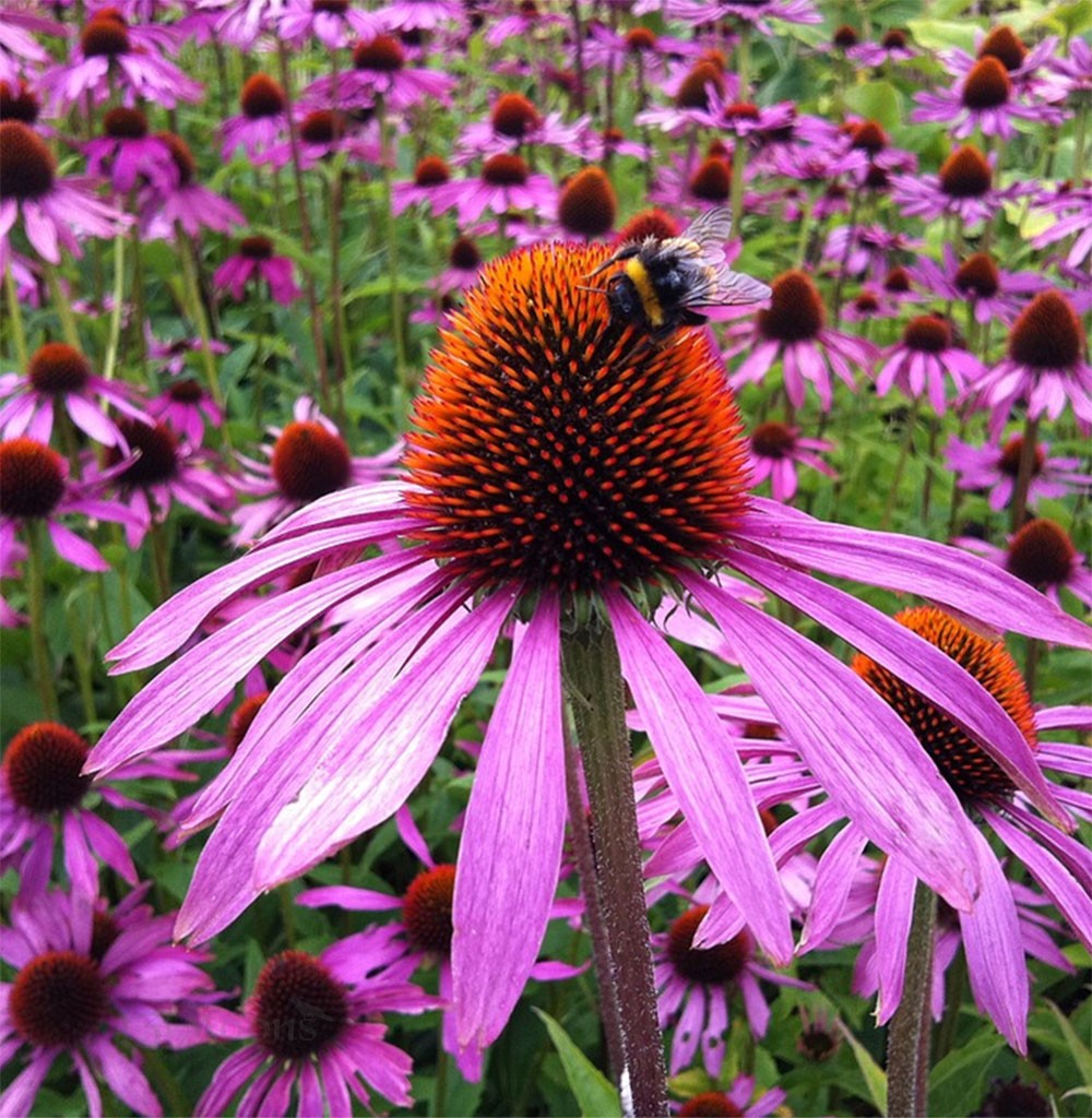 ECHINACEA PURPUREA VASO 19CM