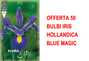OFFERTA 50 BULBI IRIS HOLLANDICA BLUE MAGIC